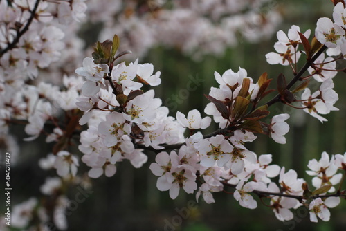 plum blossom