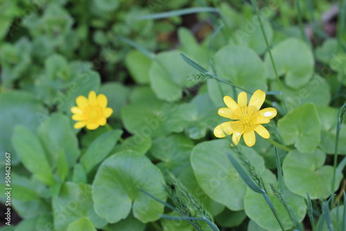 yellow wild flowers