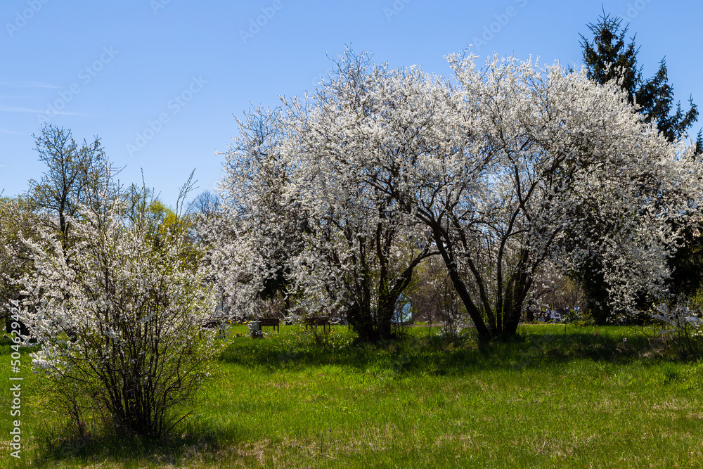 Wiosenne kwiaty w ogrodzie, Podlasie, Polska