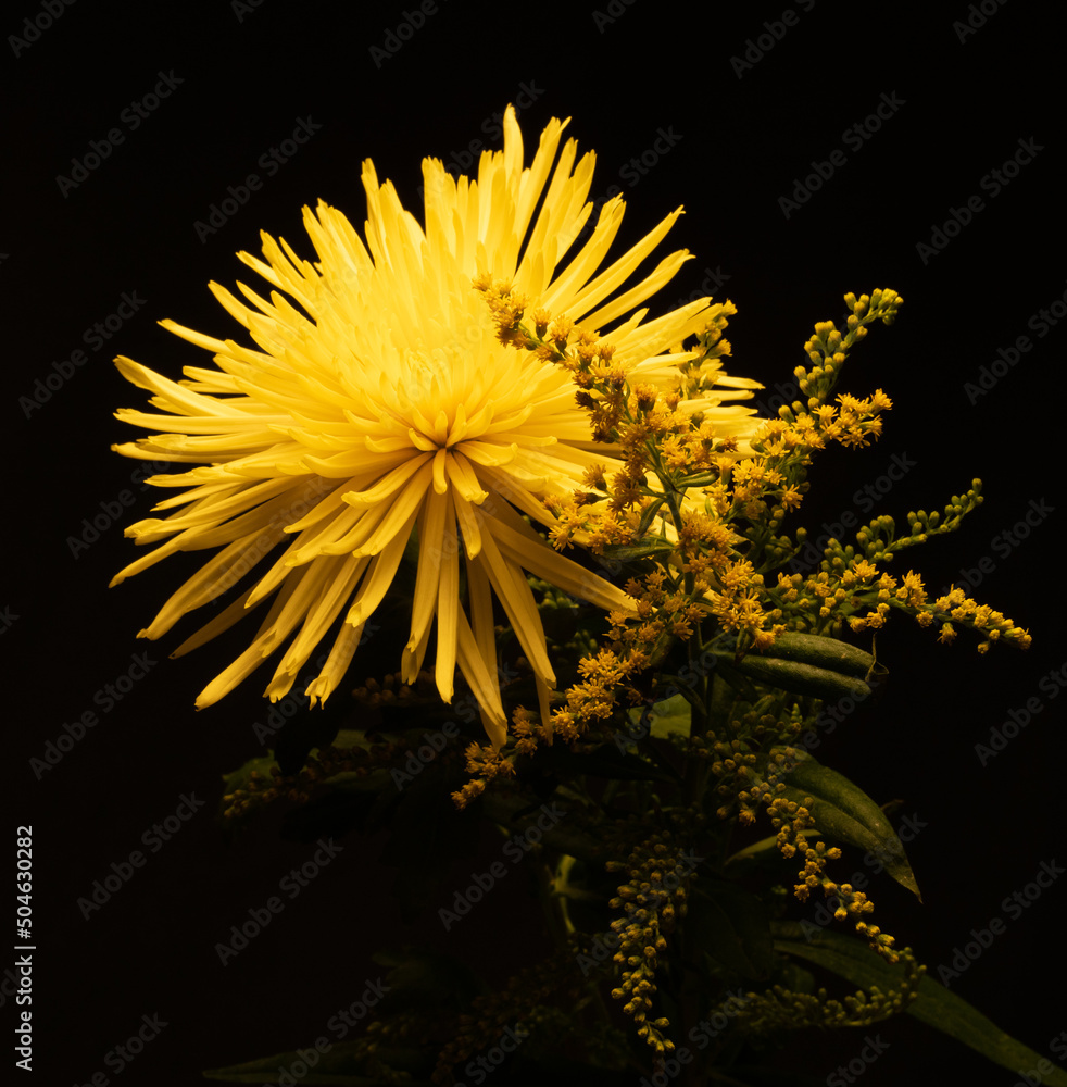 flowers, macro, plants, decoration