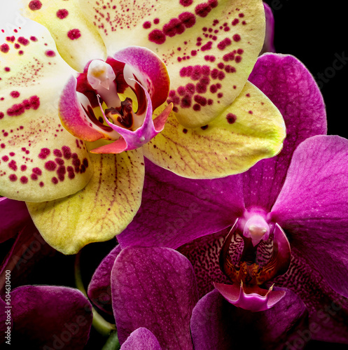 flowers, macro, plants, decoration