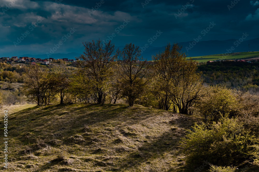 Fresh green spring forest landscape Fresh green spring forest landscape