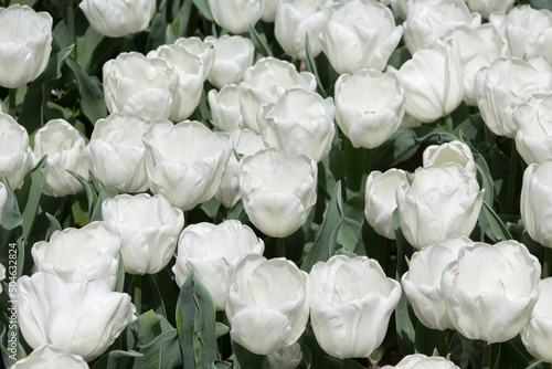 White Tulip flowers grown in a garden in Madrid, Spain. photo
