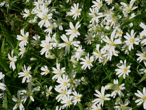 white Rabelera holostea flowers, known as greater stitchwort, greater starwort on a clear day, close-ups photo