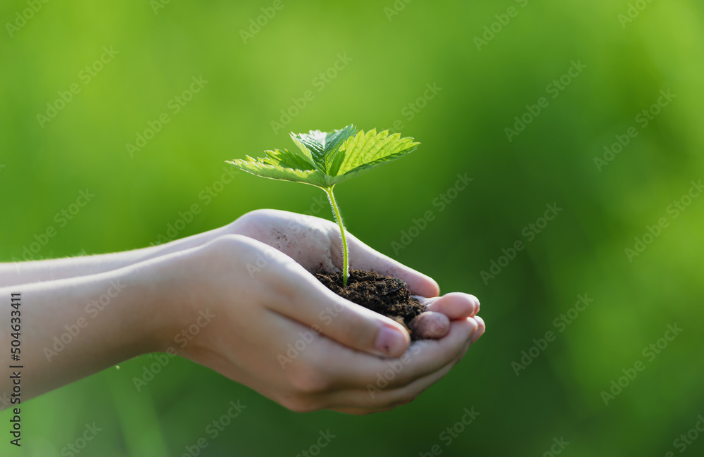 in the photo are outstretched hands in which there is clay and in the clay planted wild strawberry without fruits. There is a green, grassy environment around. in the photo are outstretched hands in which there is clay and in the clay planted wild strawberry without fruits. There is a green, grassy environment around.