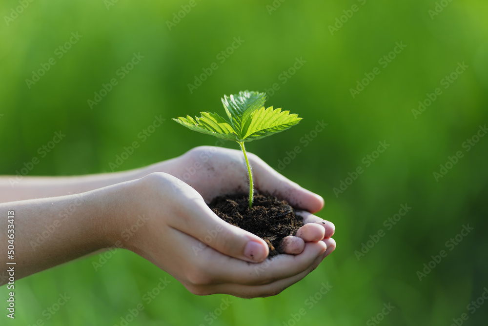 in the photo are outstretched hands in which there is clay and in the clay planted wild strawberry without fruits. There is a green, grassy environment around. in the photo are outstretched hands in which there is clay and in the clay planted wild strawberry without fruits. There is a green, grassy environment around.