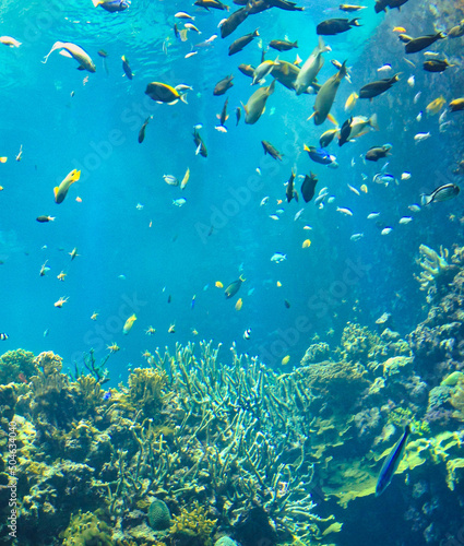 tropical fish swimming in blue ocean