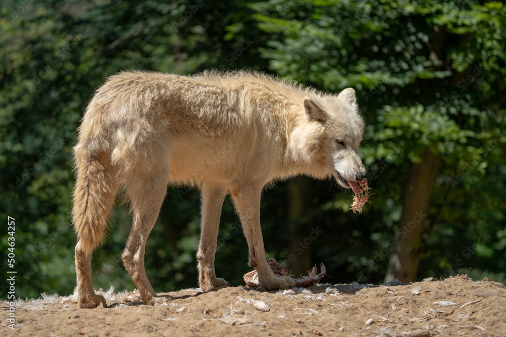 Arctic wolf (Canis lupus arctos) standing on a forest hill during snowfall. This type of wolf is also known as the white wolf or polar wolf. In summer.
Arctic wolf (Canis lupus arctos) standing on a forest hill during snowfall. This type of wolf is also known as the white wolf or polar wolf. In summer.