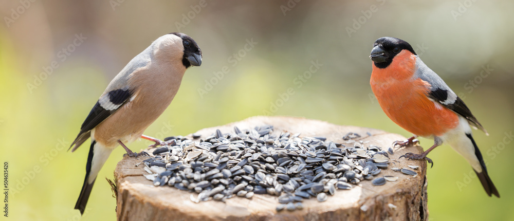 Little birds sitting on wooden stump with sunflower seeds. Male and Female Eurasian bullfinch - obrazy, fototapety, plakaty 