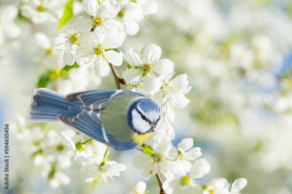 Little bird sitting on branch of blossom cherry tree. The blue tit. Spring time - obrazy, fototapety, plakaty 