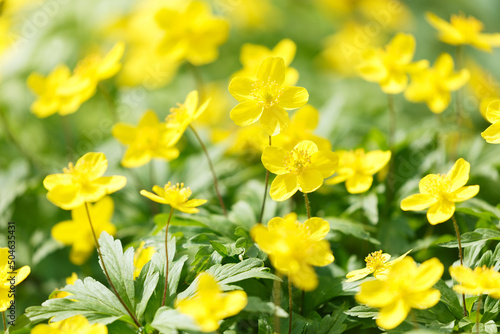 Wild spring yellow flowers in a forest