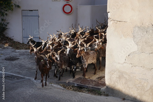 herd of Rove goats in motion in town