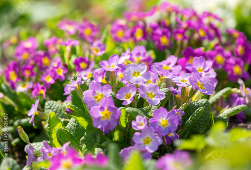 Spring flowers. Blooming colorful primrose or primula flowers