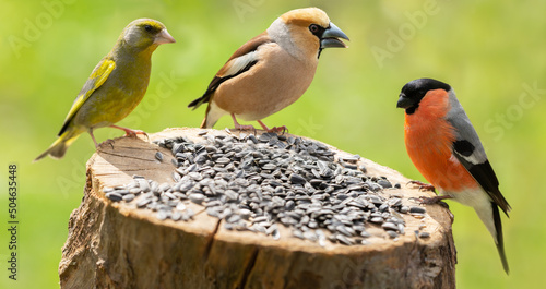 Fotografia Little birds sitting on wooden stump with sunflower seeds