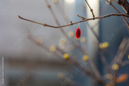 산수유 붉은 알알이 새해 봄을 맞았다. photo