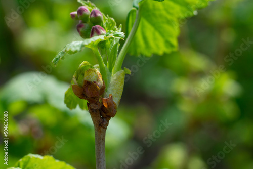 Damaged young burgeon of currant bush because of cecidophyopsis ribis, spring time sunlight. Young leaves of berry bush photo