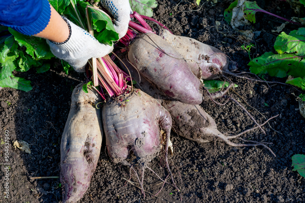 Fototapeta premium Farmer is holding bunch of ripe purple raw beetroots freshly digged from garden vegetable bed. Seasonal works in countriside. Cultivation and harvesting vegetarian food.