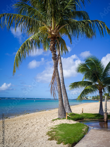 Palm Trees on a Sandy Beach for a Cover Photograph.