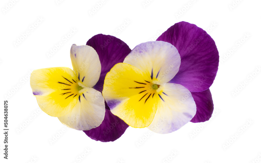 Obraz premium pansies isolated