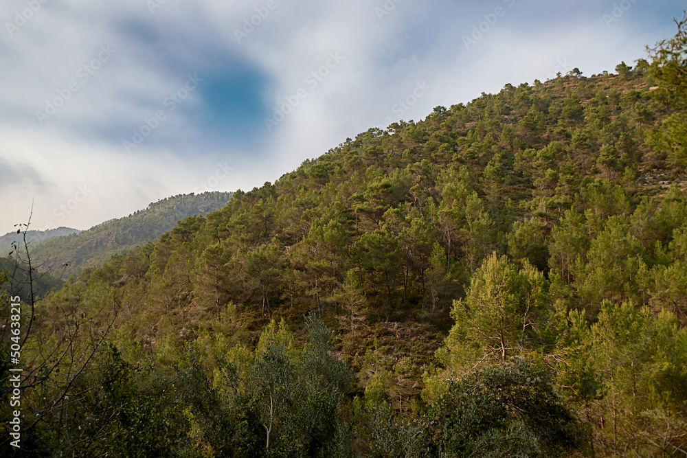 MOUNTAIN FULL OF PINE TREES WITH CLOUDY SKIES