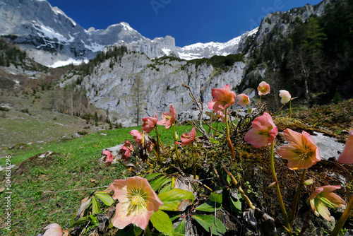 Schneerosen im Nationalpark Gesäuse, Steiermark, Österreich photo