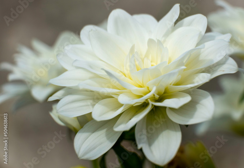 white flower