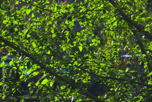 green leaves on a poplar tree