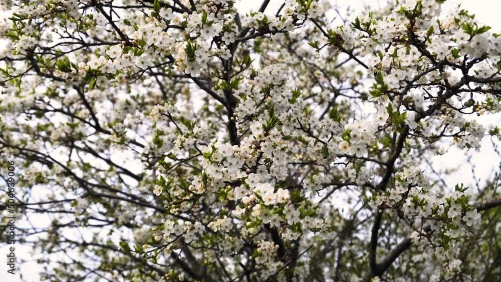 Blossoming cherry tree, move in the wind Blossoming cherry tree, move in the wind