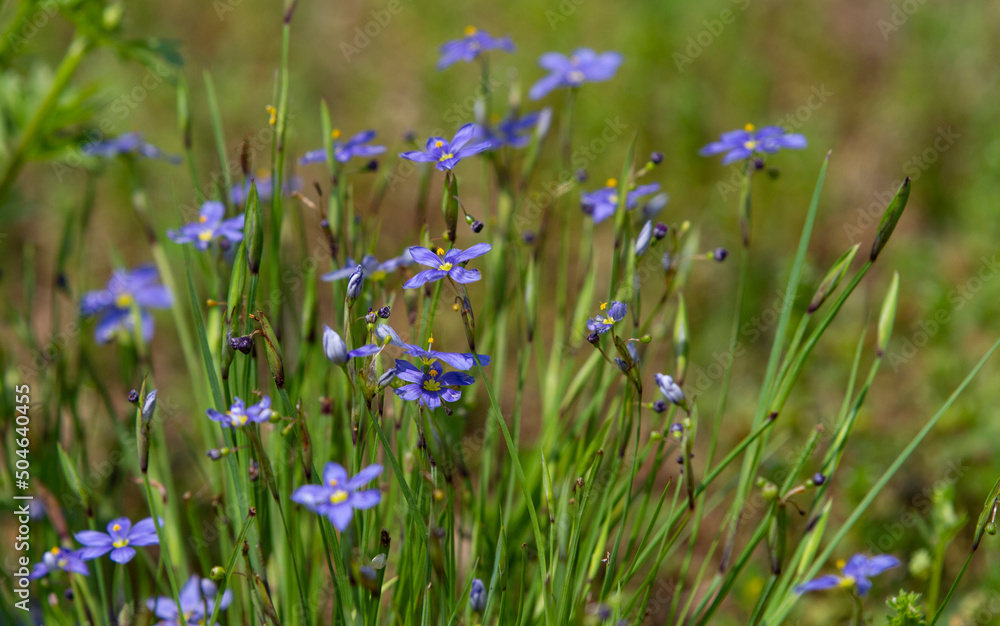 Blue-eyed grass, Sisyrinchium angustifolium Blue-eyed grass, Sisyrinchium angustifolium