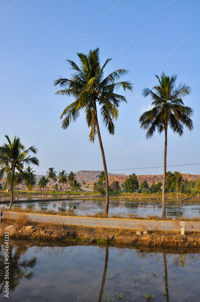 Palm trees among rice fields in Hampi, India, January 2020