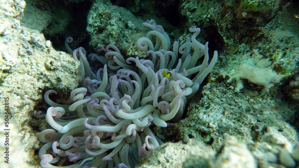 Clown fish amphiprion (Amphiprioninae). Red sea clown fish. Clown fish amphiprion (Amphiprioninae). Red sea clown fish.