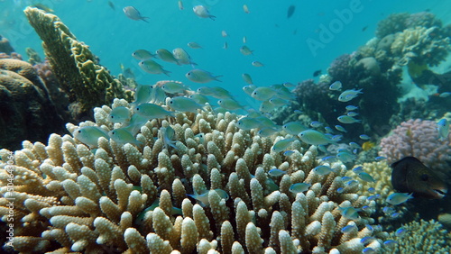 Fish - type bone fish Osteichthyes, Pomacentric - Pomacentridae, Blue-green chromis,