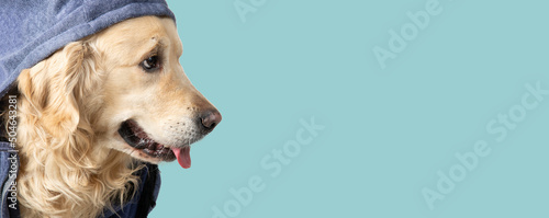 Fototapeta Naklejka Na Ścianę i Meble -  Portrait of a dog, Golden Retriever in a hoodie on a blue background. Isolate.