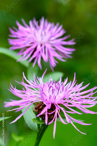 Spring background of nature. Flowering cornflower in the meadow.