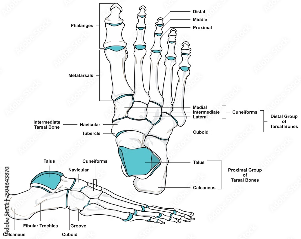 Vetor Do Stock Human Foot Anatomy Infographic Diagram Bones Phalanges 