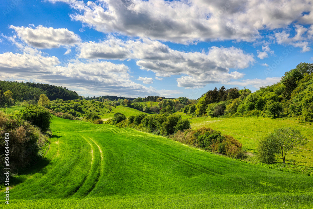 Fototapeta premium landscape with green grass and blue sky