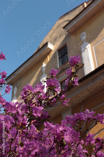 flowers in a house