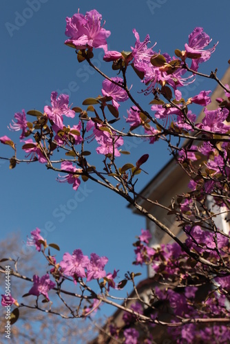 pink cherry blossoms