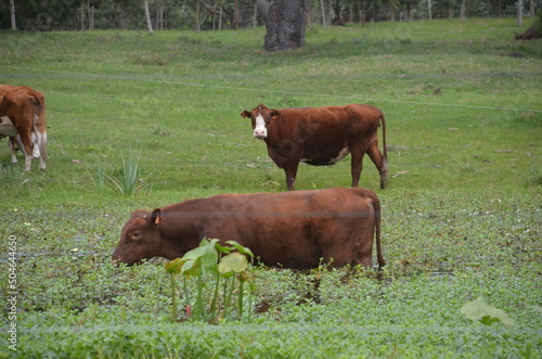 vaca brejo photo