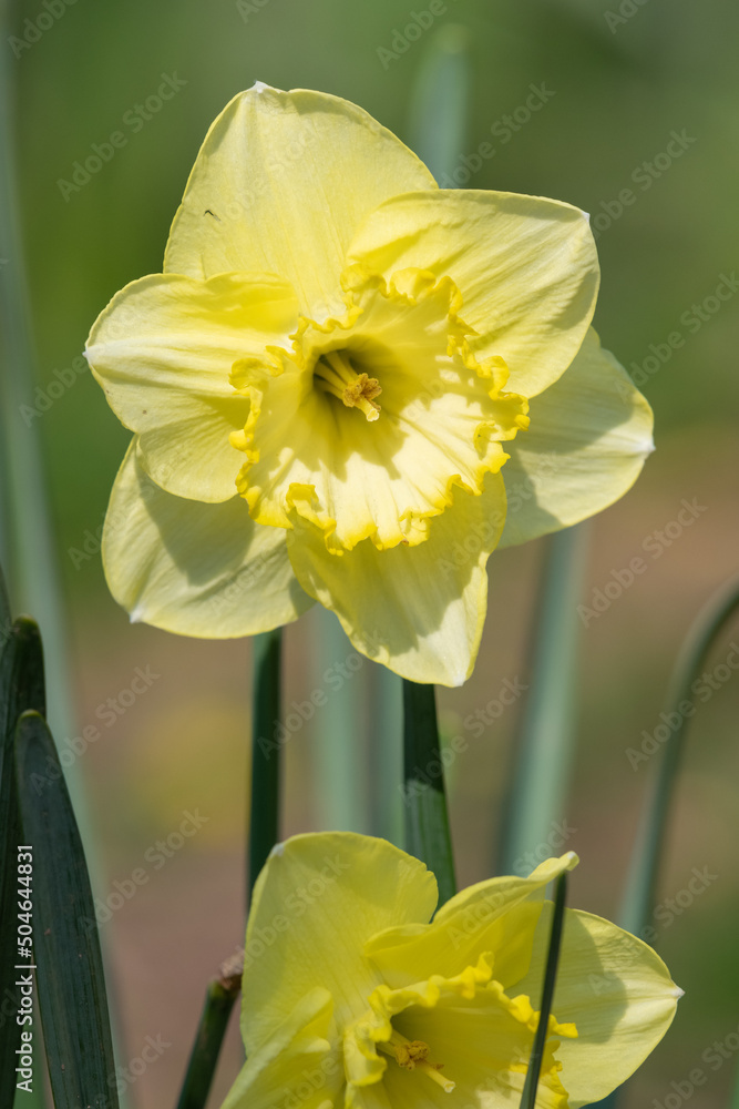 Close up of a daffodil (narcissus) flower in bloom Close up of a daffodil (narcissus) flower in bloom