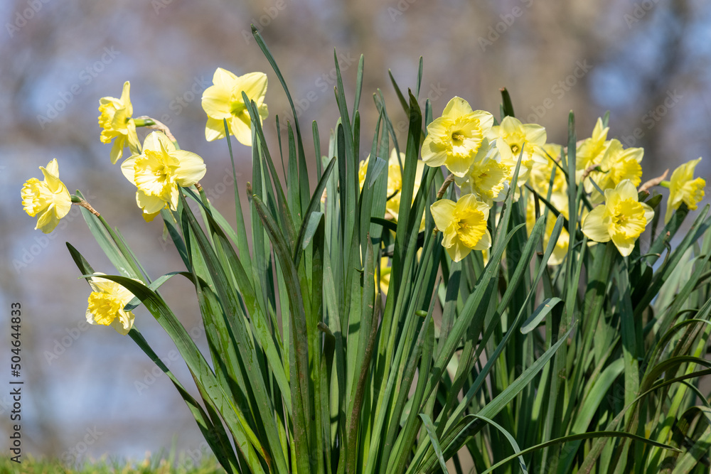 Close up of daffodil (narcissus) flowers in bloom Close up of daffodil (narcissus) flowers in bloom