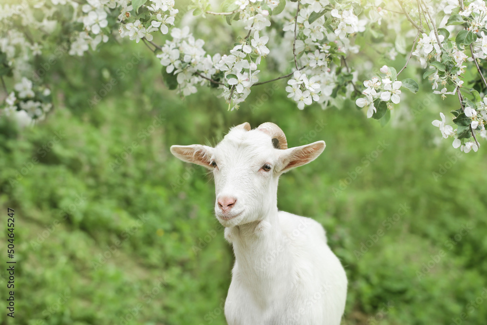 Cute White goat portrait on flowers background Cute White goat portrait on flowers background