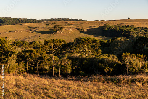 Araucaria trees and farm field at sunset