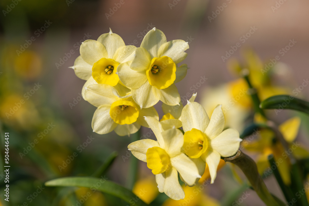 Close up of daffodil (narcissus) flowers in bloom Close up of daffodil (narcissus) flowers in bloom