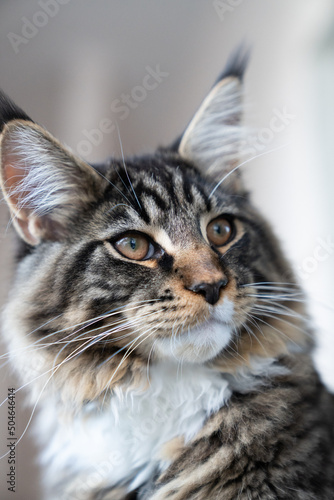 Maine Coon Kater © Niels