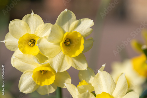 Close up of daffodil (narcissus) flowers in bloom