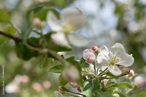 branch of a blossoming apple tree on a green background. copy space