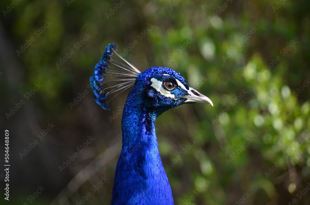 Fototapeta premium Peacock in nature with detailed