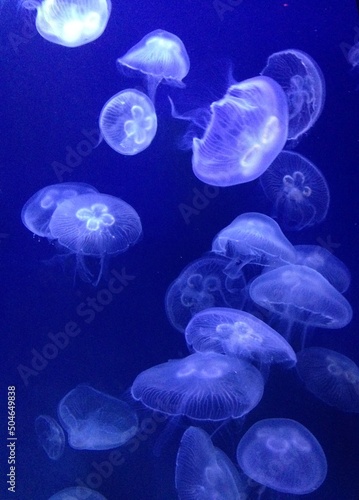 Jellyfish © Luna
