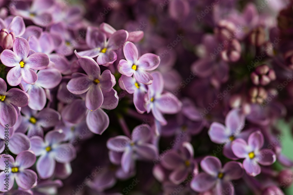 Fresh lilac flowers Fresh lilac flowers
